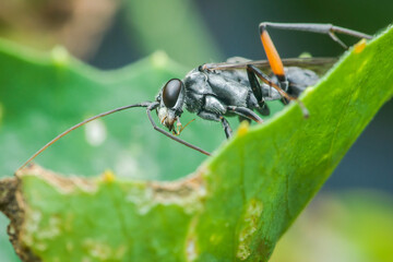 Spider wasp eating prey on green leaf in tropical forest