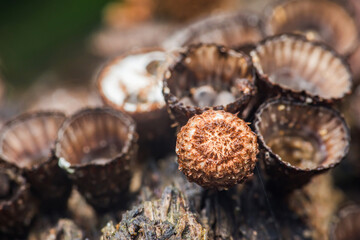 Wild autumn mushrooms growing in dark forest environment