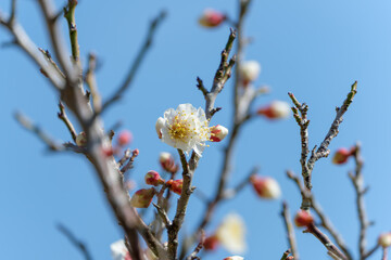 青空の下で咲く白梅の花
