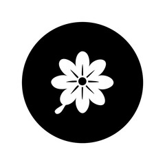 a close up of a white flower on a black background