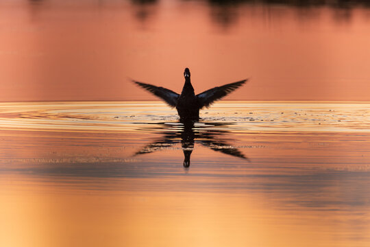 
Female Mallard duck seen in silhouette flapping its wings in the Leon-Provancher Marsh during a summer sunrise morning, Neuville, Quebec, Canada