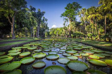 View of giant water lilies floating serenely on the still pond, reflecting the lush green trees and vibrant blue sky, Pamplemousses, Mauritius.