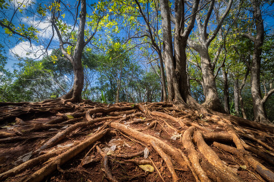 View of gnarled tree roots clambering over earth, ascending to sturdy trunks that support a canopy of green leaves against a blue sky, Mauritius.