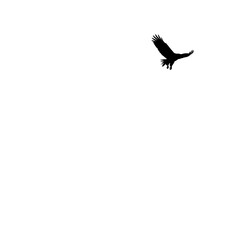 Majestic Eagle Soaring White Background