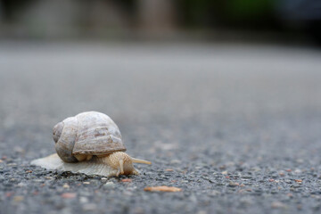 A snail crawls over wet asphalt in Denmark