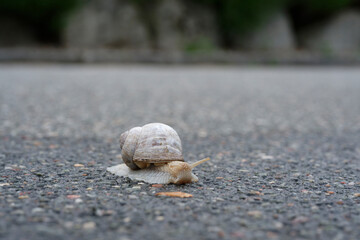 A snail crawls over wet asphalt in Denmark as a closeup
