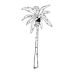 Palm tree Hand Drawn Ink silhouette. Summer Beach Palm Trees Exotic Paradise Vector Illustration.