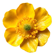 Radiant Yellow Buttercup Blossom: A Captivating Close-Up on a transparent background