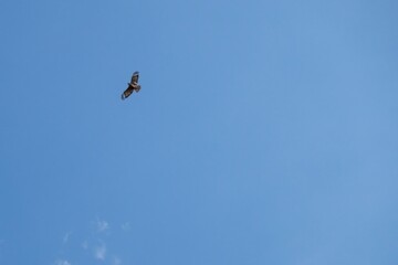 A common buzzard soars beneath bright blue sky and billowy white clouds

