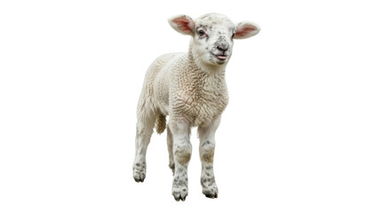 Isolated White Lamb