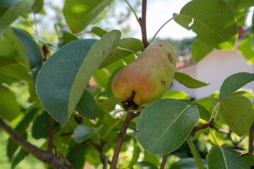 Ripening pear fruit dangles from branch amid lush green leaves in orchard

