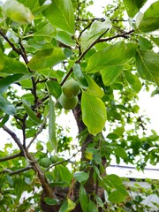Plum growing in the garden on the branches.  Ripe wild plums on a tree in summer. Purple and red fruit ready for picking. 