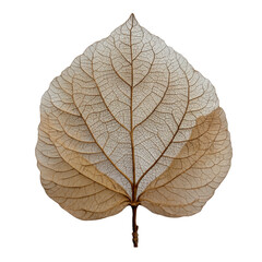 Obraz premium Delicate skeleton leaf with intricate veins and translucent appearance, showcasing nature beauty and fragility. Perfect for botanical themes and artistic designs