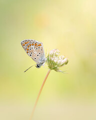  Macro shot of a Brown Argus butterfly perched on a wildflower in natural sunlight, emphasizing the intricate wing details and the vibrant colors of both butterfly and flower. Ideal for nature lovers 