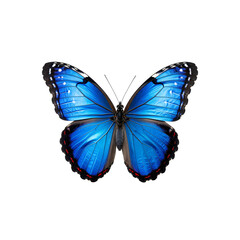 Obraz premium Stunning blue morpho butterfly with vibrant wing patterns on transparent background