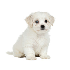 Obraz premium white pomeranian puppy isolated 