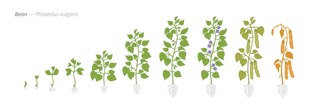 Growth stages of bean plants from seed to harvest