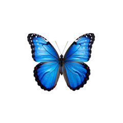 Obraz premium Elegant bright blue morpho butterfly close up detail on transparent background