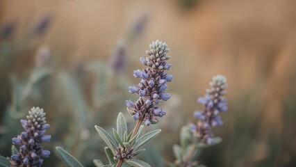 Purple flowering spikes of Mexican bush sage with green foliage in a natural setting. Perennial ornamental herb in bloom.