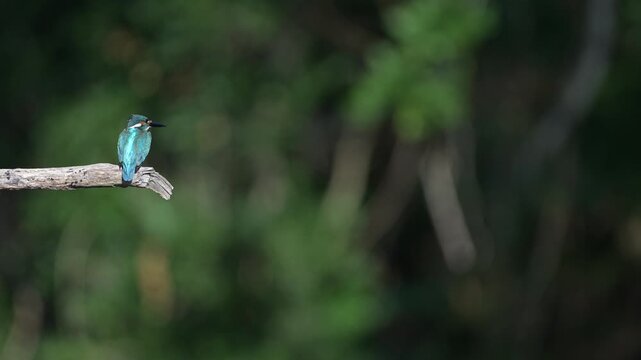 4K video of a beautiful common Kingfisher male perching on branch looking down for fish in a river with natural black background