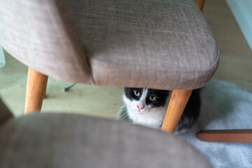 A black and white cat peeks out from under a modern upholstered chair with wooden legs. The scene captures a moment of curiosity and shyness in a cozy indoor setting. Shallow depth of field 
