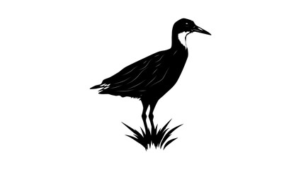 Obraz premium White-throated Rail bird, black isolated silhouette