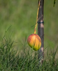 Ripening Jewel of the Orchard