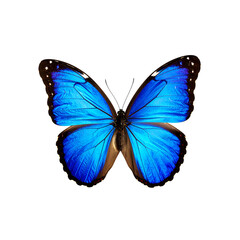 Fototapeta premium Beautiful blue morpho butterfly with intricate wings on transparent background