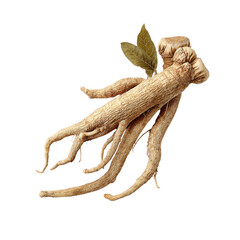 Ginseng Root with Leaves on Black Background