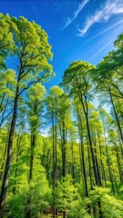 Obraz premium Dense foliage with tall trees against a clear blue sky