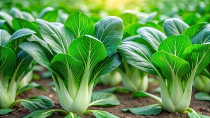 Obraz premium Fresh green pak choy leaves with delicate white stalks and vibrant green stems growing in a lush organic farm environment
