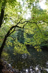 Buchen an einem See
