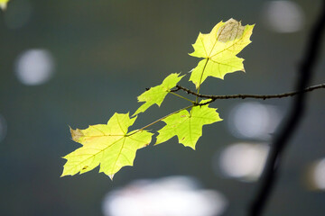 Ahornzweige im Gegenlicht