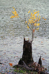 Baum in einem See