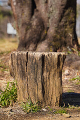 Close-up of a weathered tree stump in a grassy area, with a larger tree trunk blurred in the background.