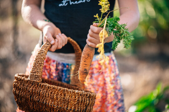 Person butting a freshly picked carrot into the basket from the garden