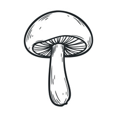 Hand-drawn mushroom illustration with detailed lines and shading