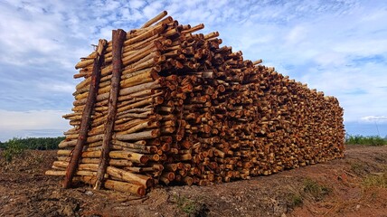 Stack of debarked eucalyptus logs ready for industrial processing. Raw material for sustainable pulp and paper production.  © Rudianto