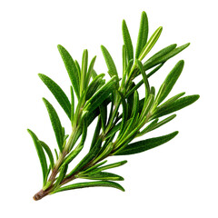 Fototapeta premium Fresh green rosemary sprig with detailed leaves isolated on transparent background