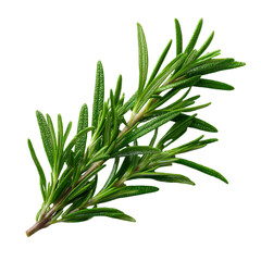 Fototapeta premium Fresh green rosemary herb sprig with needle like leaves isolated on transparent background