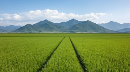 Fototapeta premium Views of Southeast Asian Rice Fields Concept. Lush Green Rice Field Under Bright Sky with Mountains in the Background