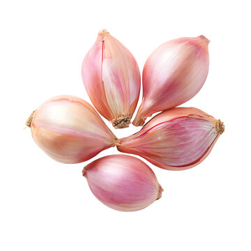 Five fresh shallots arranged in a circle on a transparent background isolated on transparent background