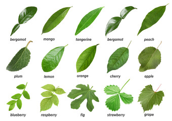 Fresh green leaves of fruit plants on white background. Collage with names