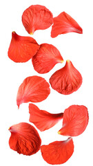 Red hibiscus petals falling on white background
