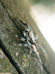 Macro close-up of a spider showing fine details of legs, eyes, and body. Ideal for nature, insect studies, wildlife photography, and educational or artistic design projects