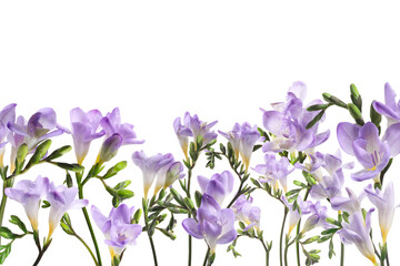 Many beautiful freesia flowers on white background