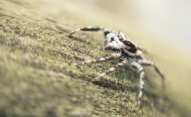 Macro close-up of a spider showing fine details of legs, eyes, and body. Ideal for nature, insect studies, wildlife photography, and educational or artistic design projects