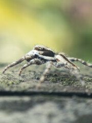 Macro close-up of a spider showing fine details of legs, eyes, and body. Ideal for nature, insect studies, wildlife photography, and educational or artistic design projects