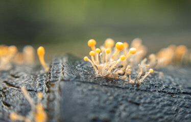 Close-up of fungus-like substance growing on aged wood, showing natural decay and organic texture. Ideal for nature, biology, forest floor, or background design themes.