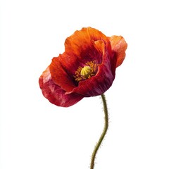 Isolated on white, a bright red poppy flower is prominently displayed